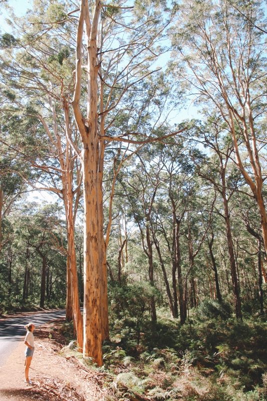 Westaustralien und seine Wälder bei Kalbarri